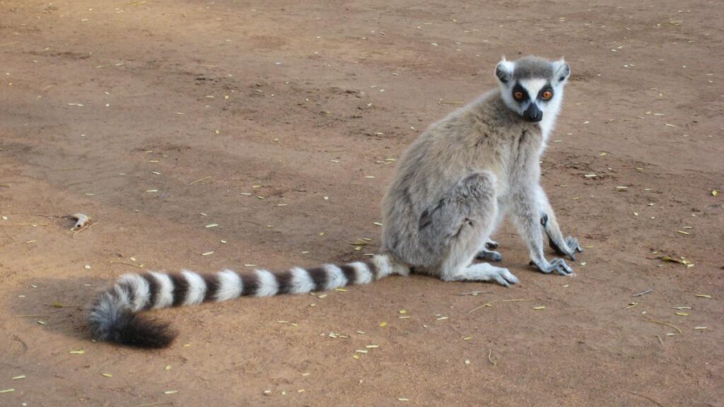 Ubuntu 13.04 Raring Ringtail